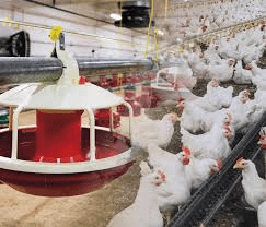 Importance of Records Maintenance in the Poultry Farm