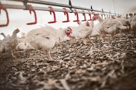 Importance of Records Maintenance in the Poultry Farm