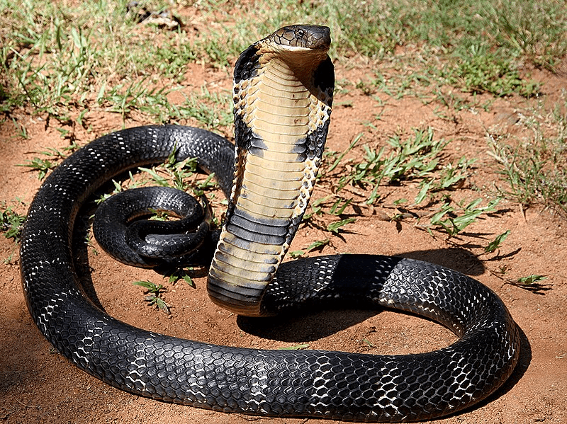 King Cobras (Ophiophagus hannah): Things You Don’t Know About