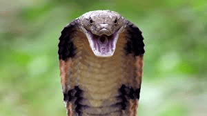 King Cobras (Ophiophagus hannah): Things You Don’t Know About King Cobras (Ophiophagus hannah): Things You Don’t Know About