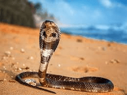 King Cobras (Ophiophagus hannah): Things You Don’t Know About King Cobras (Ophiophagus hannah): Things You Don’t Know About