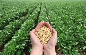 Comprehensive Step by Step Guide on SoyaBean Farming