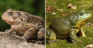 Toads and Frogs: Difference, Facts, Habitat, Feeding, etc.