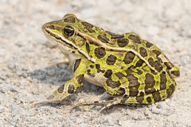 Toads and Frogs: Difference, Facts, Habitat, Feeding, etc. Toads and Frogs: Difference, Facts, Habitat, Feeding, etc.
