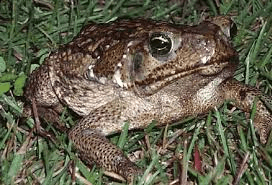 Toads and Frogs: Difference, Facts, Habitat, Feeding, etc. Toads and Frogs: Difference, Facts, Habitat, Feeding, etc.
