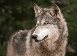 Timber Wolves (TimberWolves): Facts: Habitat, Feeding, etc.