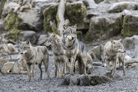 Timber Wolves (TimberWolves): Facts: Habitat, Feeding, etc.