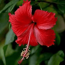 14 Healing Powers and Medicinal Uses of Zobo Leaves (Hibiscus sabdariffa)