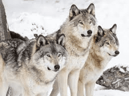 Wolves (Canis lupus): All You Need to Know About