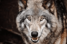 Wolves (Canis lupus): All You Need to Know About Wolves (Canis lupus): All You Need to Know About