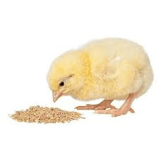 Broiler Starter Mash Feed Formula (For Male Broilers)