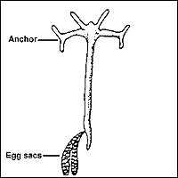 Parasitic Crustacea: Ergasilus, Lernaea, Argulus, and Leeches