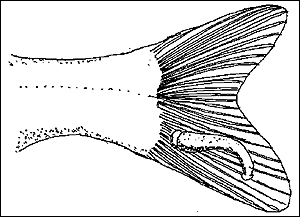 Parasitic Crustacea: Ergasilus, Lernaea, Argulus, and Leeches