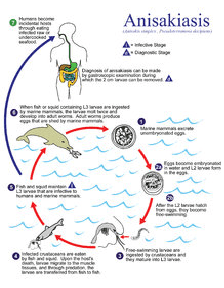 Life History and Life Cycle of Fish Parasites: Trichodinids, Nematodes, Cestoda, Acanthocephalan, and Leeches