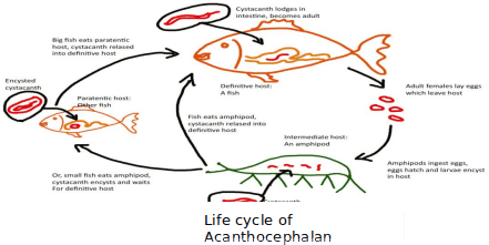 Life History and Life Cycle of Fish Parasites: Trichodinids, Nematodes, Cestoda, Acanthocephalan, and Leeches