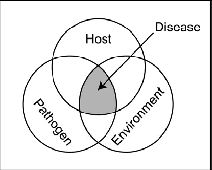 Types of Fish Diseases, Determining if Fish are Sick, What to do if ...