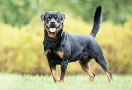 Rottweiler Dogs: Description and Complete Grooming Care Guide Rottweiler Dogs: Description and Complete Grooming Care Guide