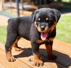Rottweiler Dogs: Description and Complete Grooming Care Guide Rottweiler Dogs: Description and Complete Grooming Care Guide