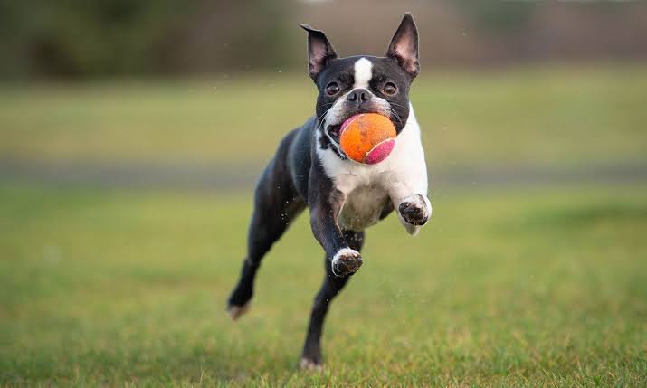Boston Terrier: Description, Origin, Health and Complete Care Guide 