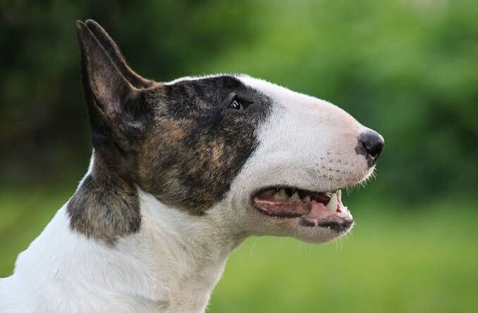 Bull Terrier Dog Breed: Description, Health, Origin and Care Guide