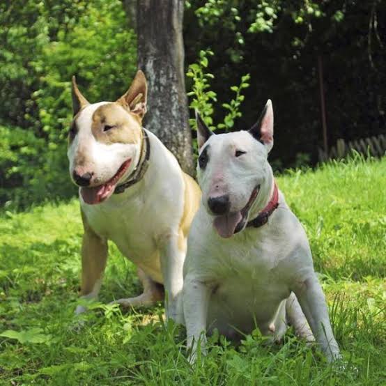 Bull Terrier: Description, Health, Origin and Care Guide 