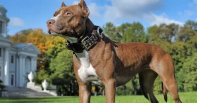 All You Need To Know About The Pitbull Terrier Dog Breed