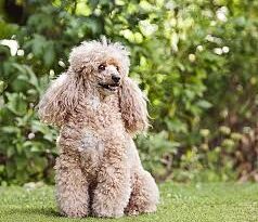 All You Need To Know About The Poodle Dogs