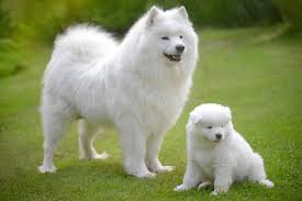 Samoyed Dogs: Description, Health, Origin and Care Guide