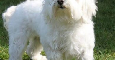 Maltese Dogs: Description, Health, Origin and Care Guide