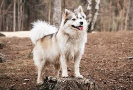 All you need to know about the Pomsky Dog