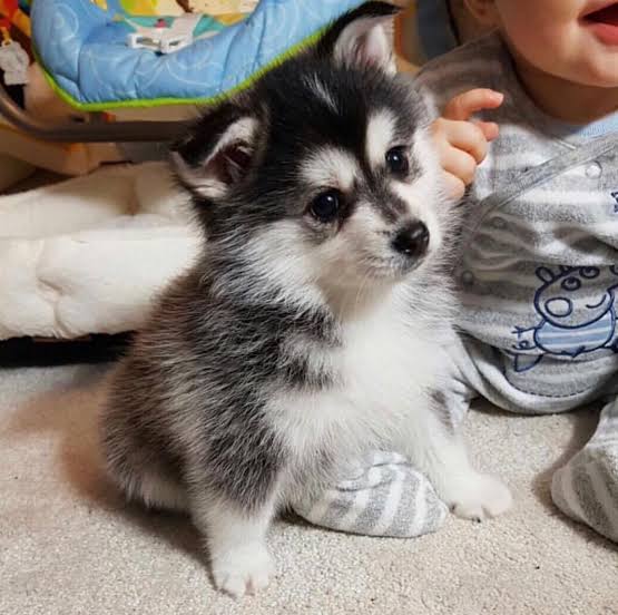 All you need to know about the Pomsky Dog