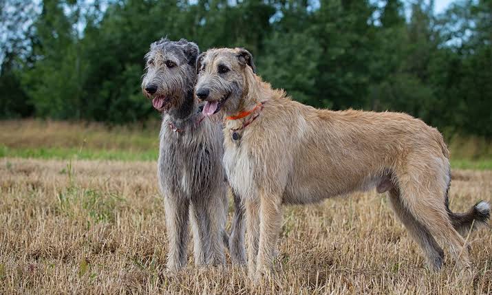 Irish Wolfhound: Description, Health and Origin 