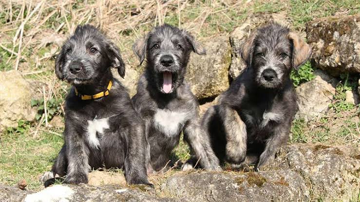 Irish Wolfhound: Description, Health and Origin 