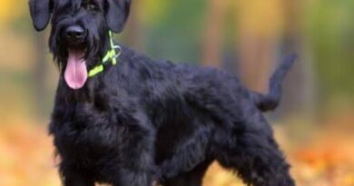 All You Need To Know About The Giant Schnauzer Dog