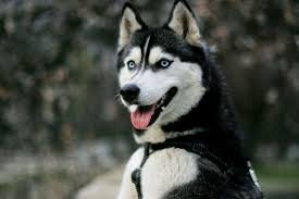 All You Need To Know About The Husky Dog Breed