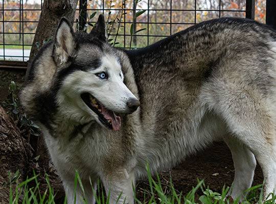 All You Need To Know About The Husky Dog Breed All you need to know about the Husky Dog