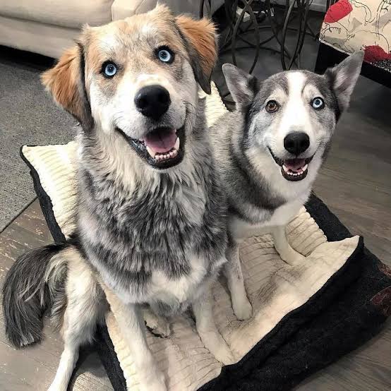 All You Need To Know About The Husky Dog Breed All you need to know about the Husky Dog