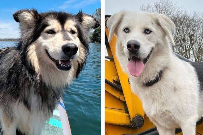 All You Need To Know About The Husky Dog Breed All you need to know about the Husky Dog