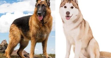 The German Shepherd Mixed with Husky: All You Need To Know About