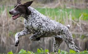 All You Need To Know About German Short Haired Pointer Dogs All you need to know about the German Short Haired Pointer