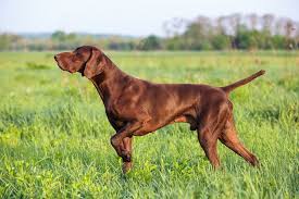 All You Need To Know About German Short Haired Pointer Dogs All you need to know about the German Short Haired Pointer