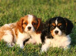 Cavalier King Charles Spaniel Dogs: All You Need To Know About 