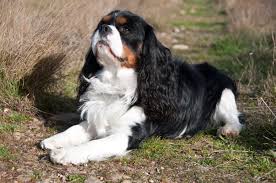 Cavalier King Charles Spaniel Dogs: All You Need To Know About Cavalier King Charles Spaniel Dogs: All You Need To Know About