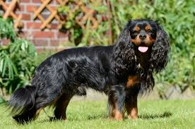 Cavalier King Charles Spaniel Dogs: All You Need To Know About