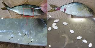 MonogeneanTrematodes