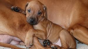 Rhodesian Ridgeback Dog Breed: All You Need To Know About Rhodesian Ridgeback Dog Breed: All You Need To Know About