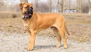 Bullmastiff Dog Breed: Description and Complete Care Guide Bullmastiff Dog Breed: Description and Complete Care Guide