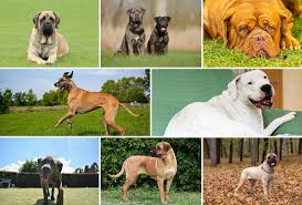 All You Need To Know About The Mastiff Dog Breeds