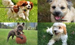 All You Need to Know About Small Dog Breeds