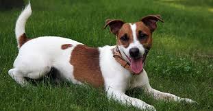 All You Need to Know About Jack Russell Terrier Dogs